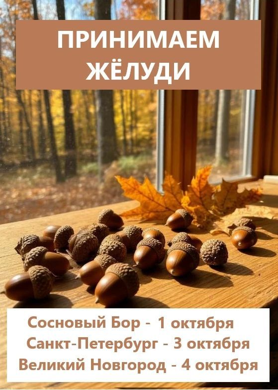 Дубоворот: принимаем отборные жёлуди 