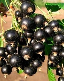 Смородина черная Искушение