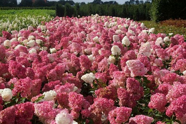 Гортензия Vanille Fraise (Клубничная ваниль)