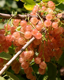 Смородина Голландская розовая