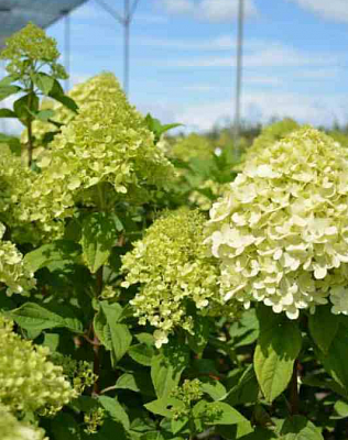 Гортензия метельчатая Little Lime (Маленький Лайм)