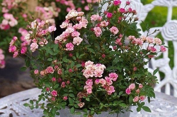 Роза миниатюрная  Lilly Rose (ярко-розовая)