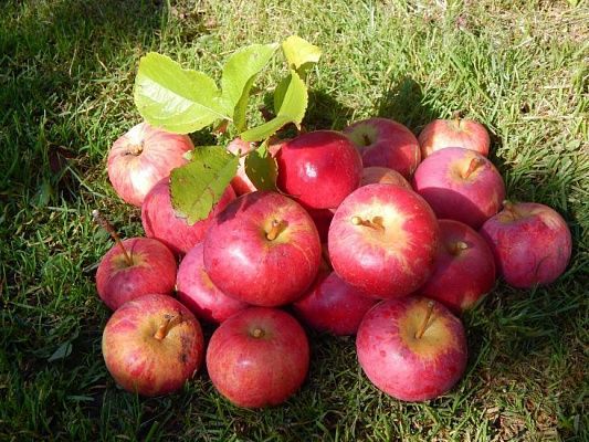 Яблоня Ауксис