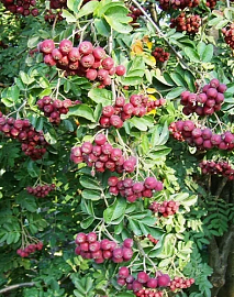 Рябина Гранатная, саженец 35-50 см