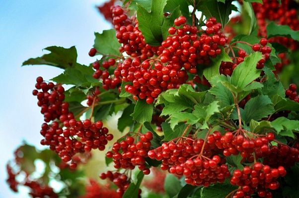 Калина плодовая Мария