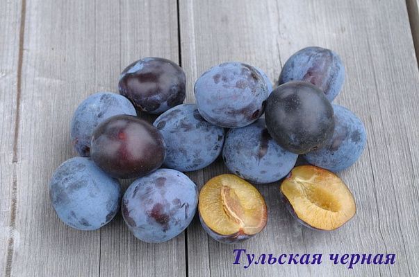 Слива Тульская 