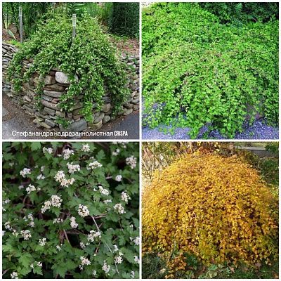 Стефанандра надрезаннолистная