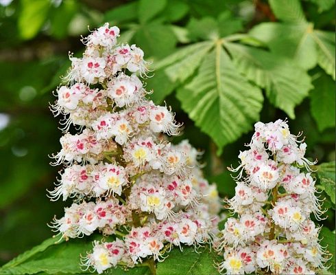 Каштан конский 40см