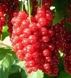 Смородина красная Сахарная