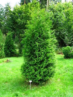 Туя западная Brabant