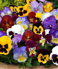Виола в ассорт.(анютины глазки), кассета 54 штуки