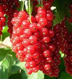 Смородина красная Сахарная