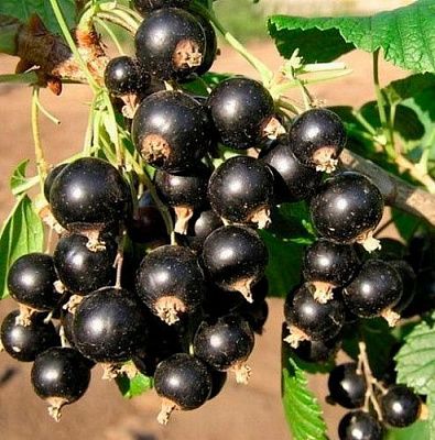 Смородина черная Искушение