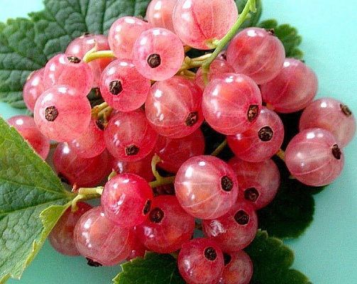 Смородина Голландская розовая