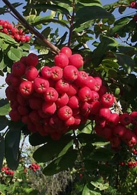 Рябина Гранатная, саженец 35-50 см