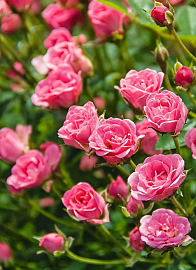 Роза миниатюрная  Lilly Rose (ярко-розовая)
