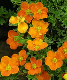 Лапчатка оранжевая Мандарин ("Tangerine")