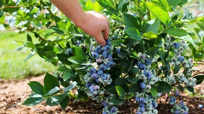 Голубика садовая в ассортименте