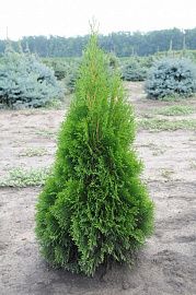 Туя западная Smaragd