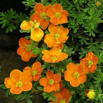 Лапчатка оранжевая Мандарин ("Tangerine")